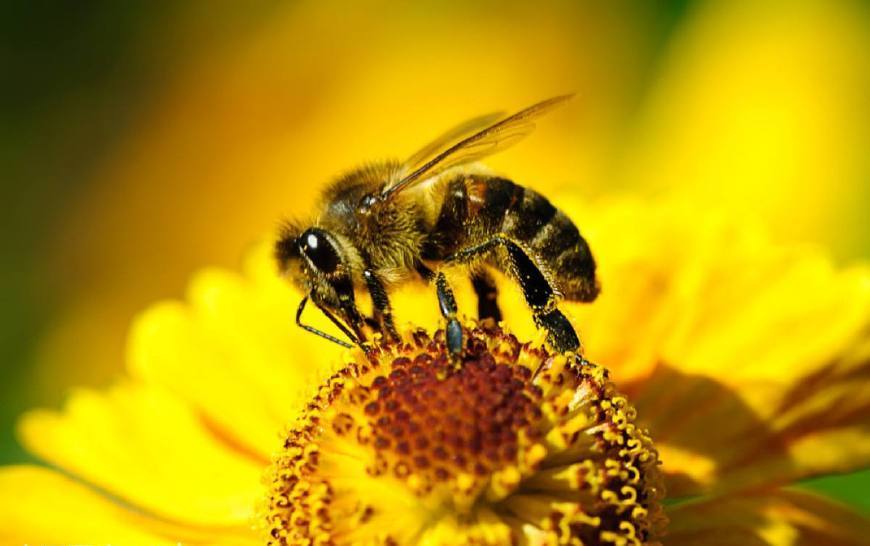 蜜蜂可以人工授精么（人工授精蜂王發生二次婚飛，這蜂王廢了嗎）