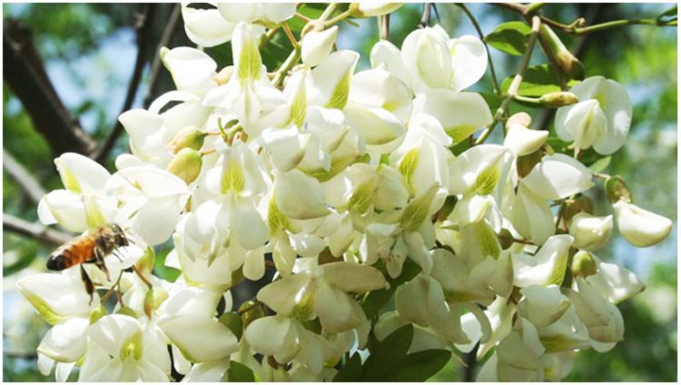 蜜蜂花卉有哪幾種？(告訴你蜜蜂都喜歡什么花的花蜜)