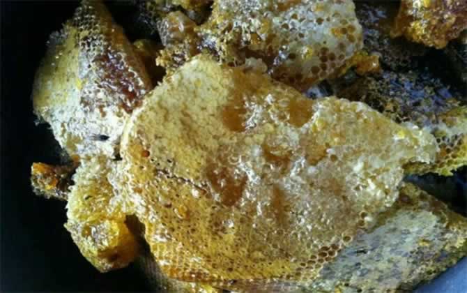 怎么尋找野生蜜蜂？