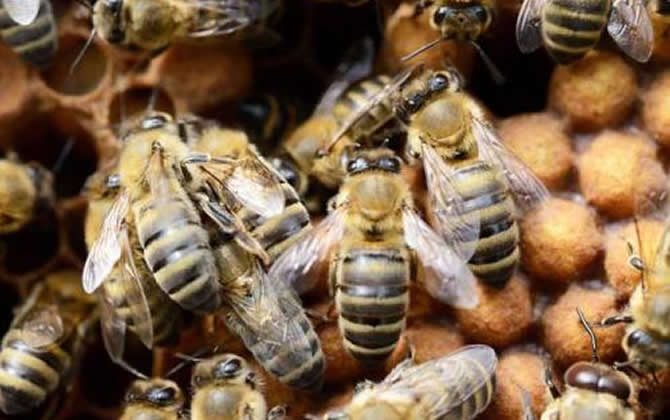 雄蜂從卵到出房要多少天？