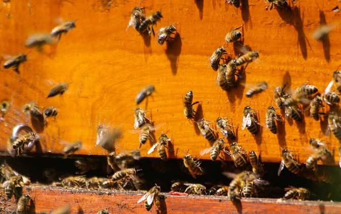 怎么辨別偵查蜂？