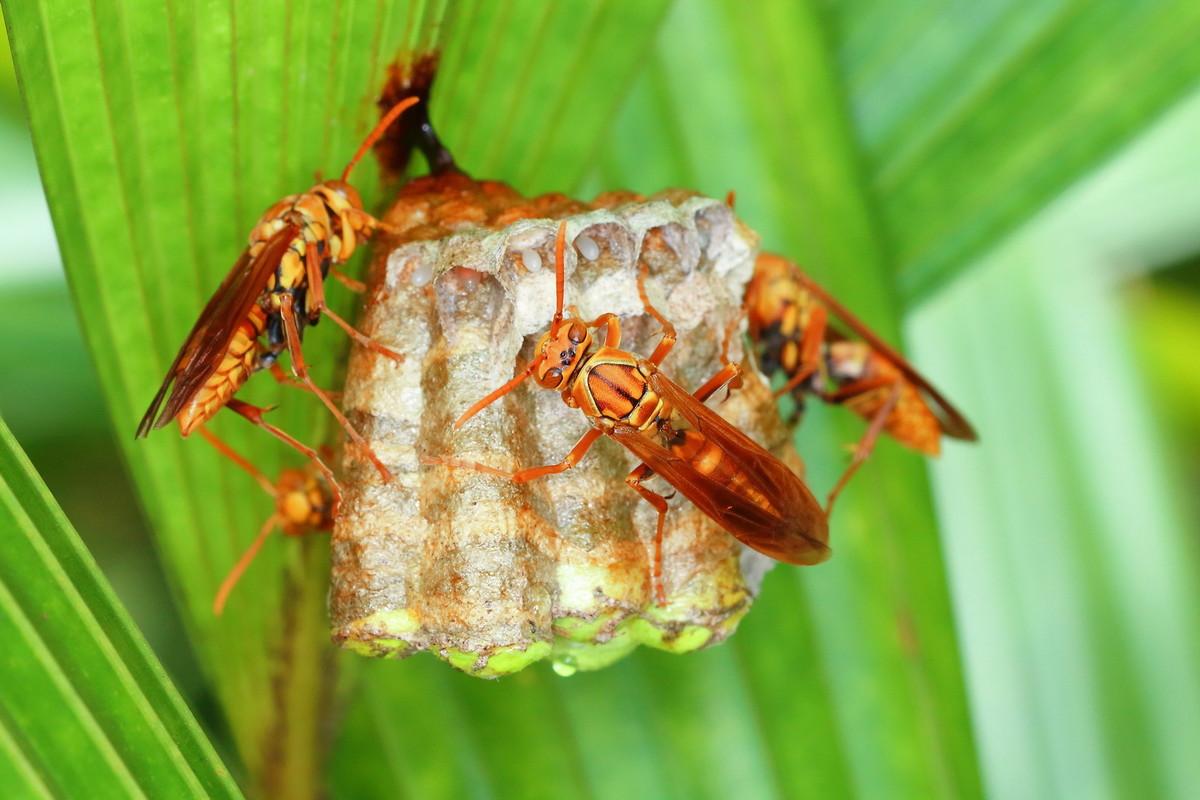 馬蜂筑巢是好兆頭嗎（馬蜂在家筑巢是兇是福）