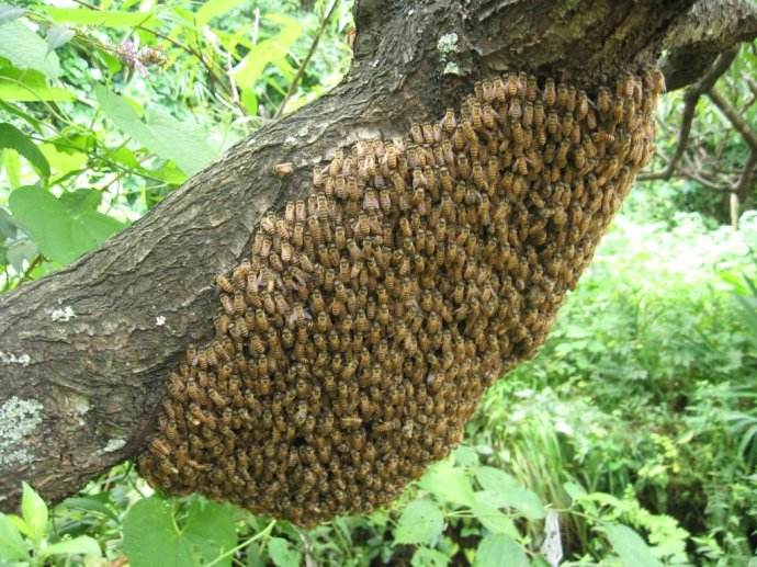 家養蜜蜂冬季怎么保暖？