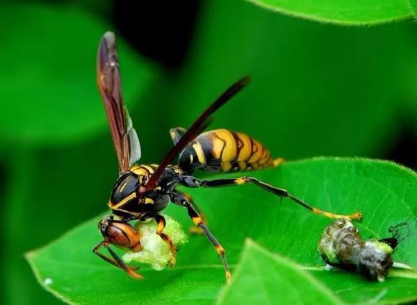 馬蜂的種類有哪些(常見的馬蜂種類有幾種)