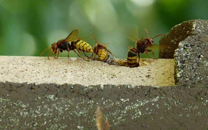 馬蜂飛進(jìn)家里預(yù)兆是什么（馬蜂入宅預(yù)兆著什么）