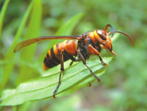 夢到中國大虎頭蜂（解夢中國大虎頭蜂）