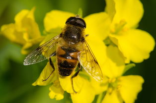松丹一號和卡意雜交種相比（卡意雜交蜂王優(yōu)缺點）