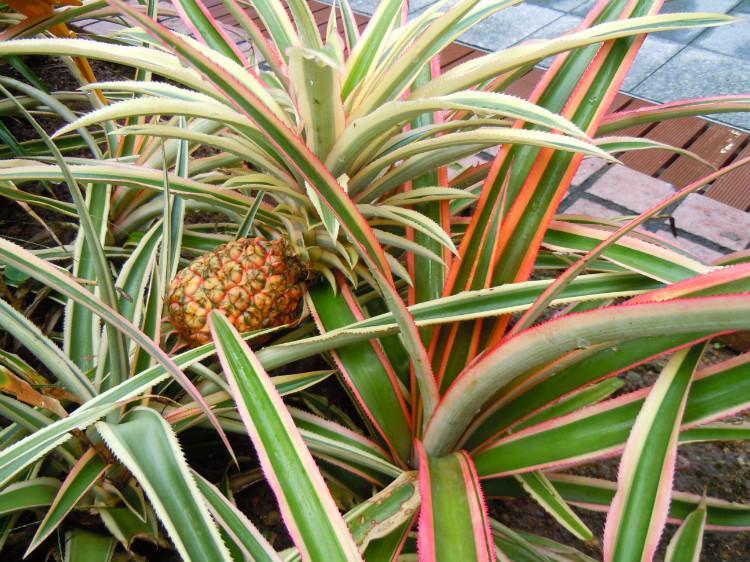 菠蘿的拼音怎么拼寫(xiě)（菠蘿的正確讀音及和鳳梨的區(qū)別）