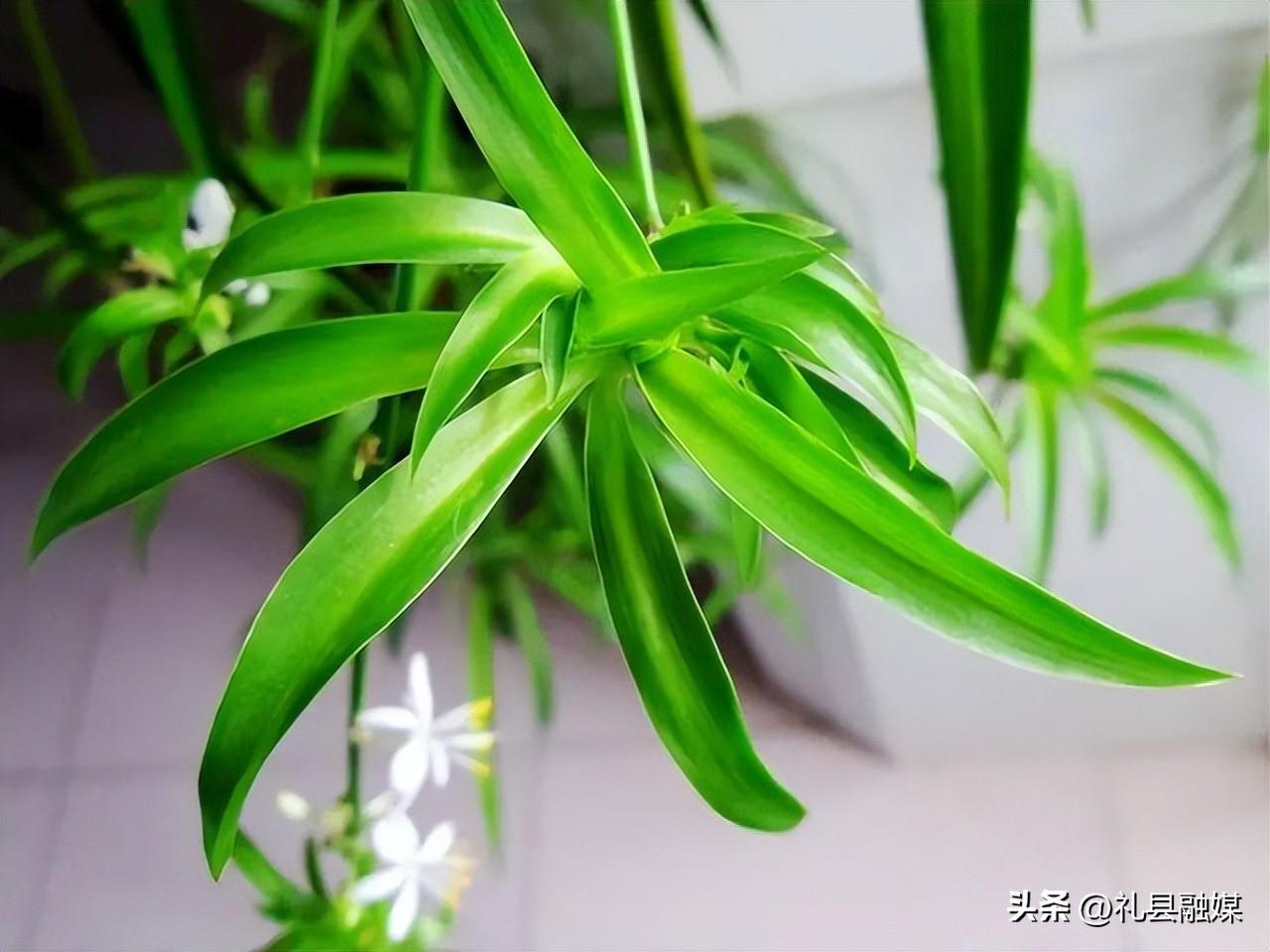 吊籃都有哪些品種圖片（常見(jiàn)的18個(gè)吊蘭種類(lèi)及圖片）